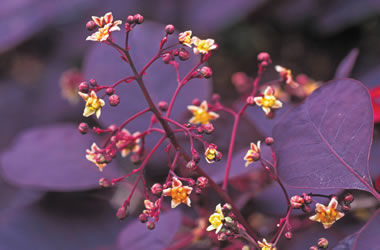 Cotinus 'Velvet Cloak'