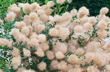 (31B) Smoke Bush 'Young Lady'