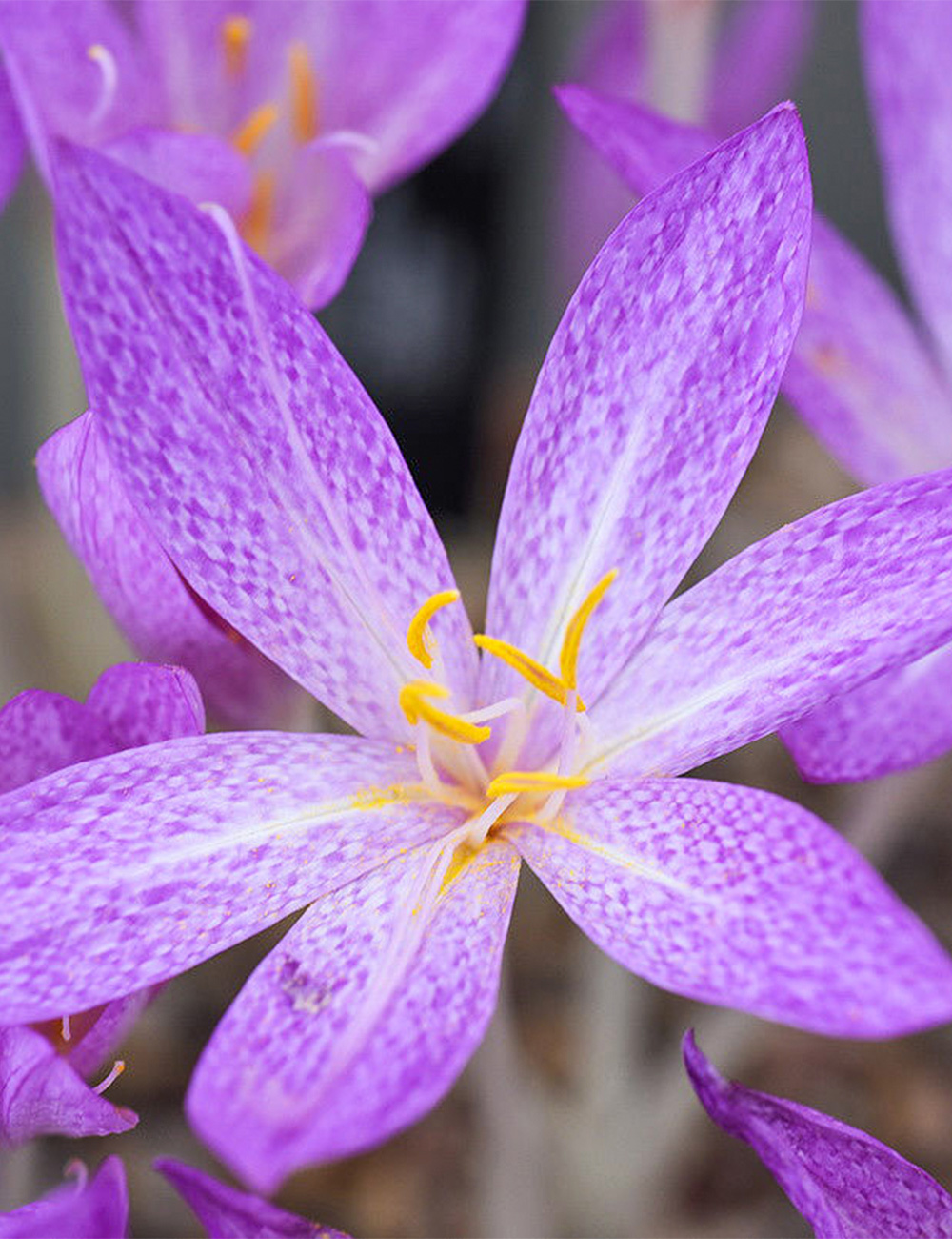 Turkish Colchicum