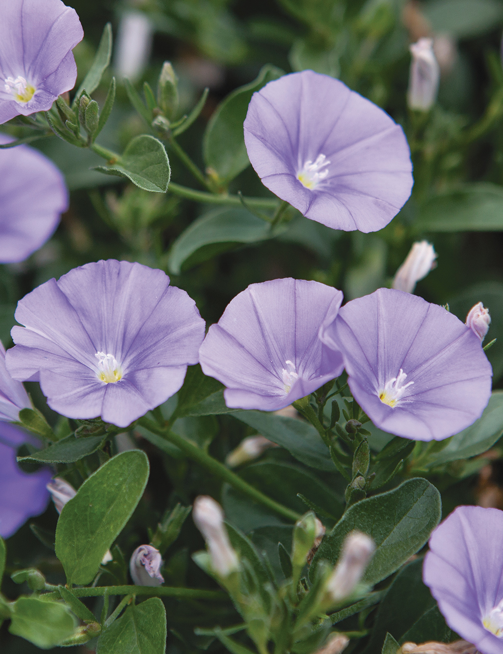 Convolvulus Early Blue