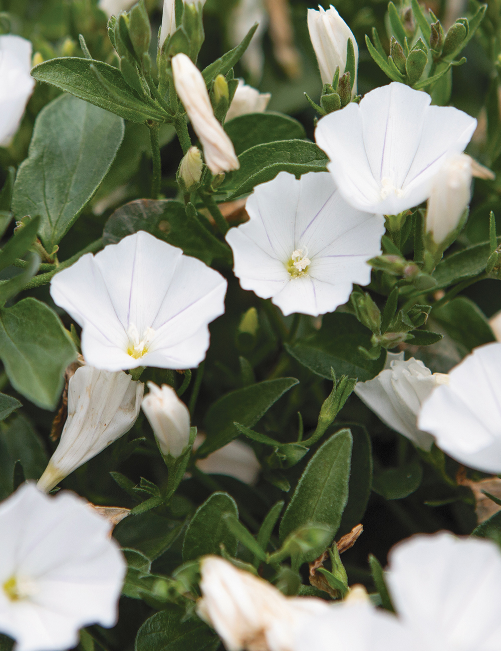 Convolvulus Prime White