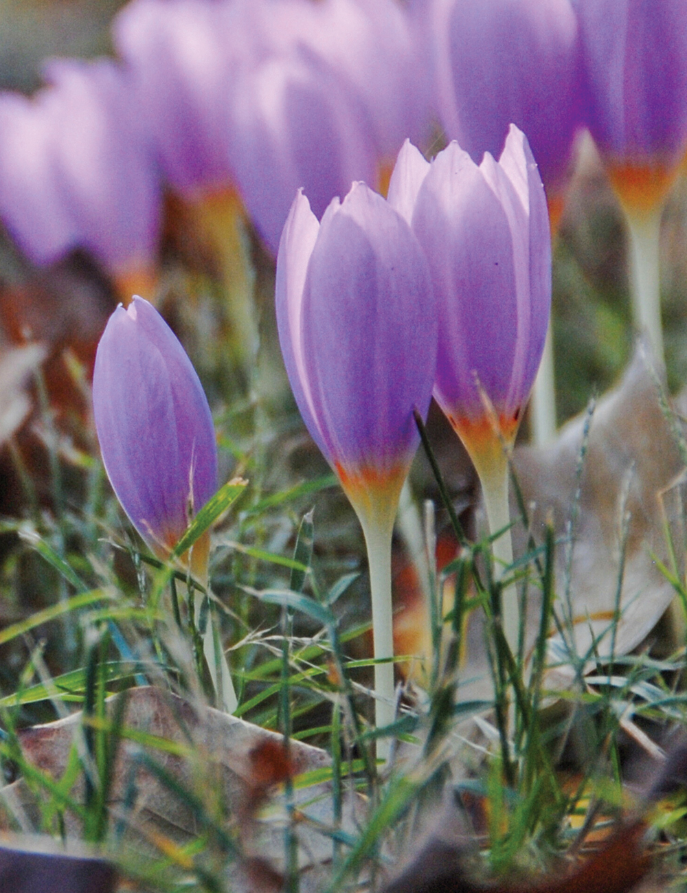 Species Crocus Kotschy's Crocus