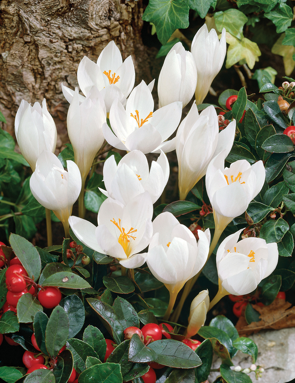 Species Crocus Beiberstein's Crocus 'Albus'