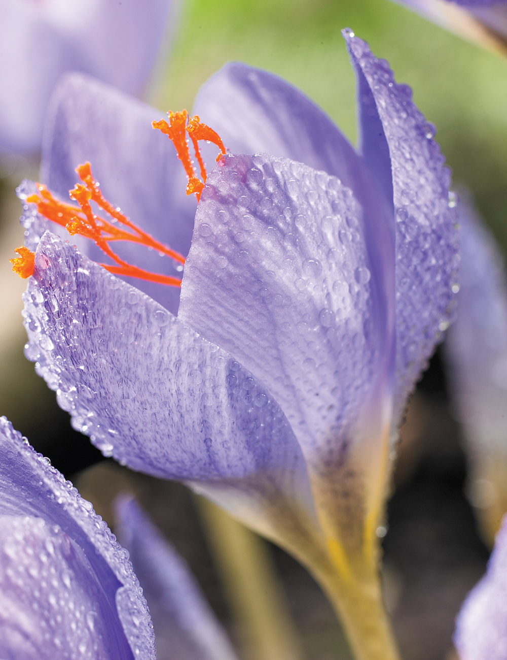 Species Crocus Beiberstein's Crocus