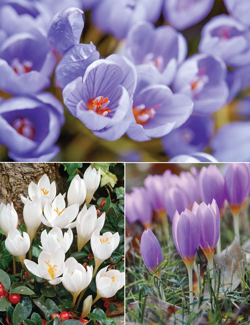 Species Crocus Collection