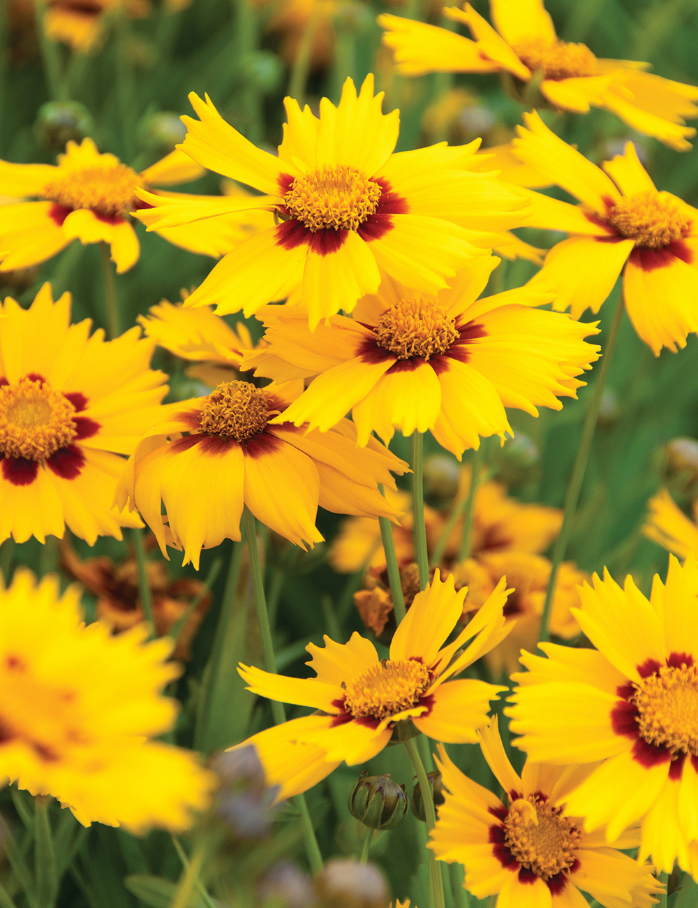 Coreopsis 'Heliot'