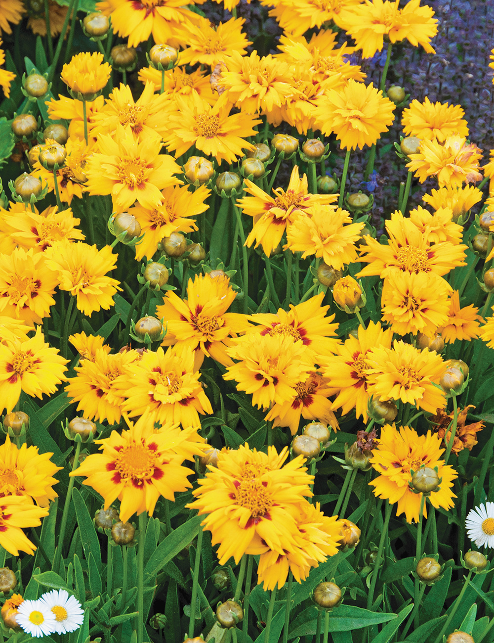 Coreopsis Rising Sun