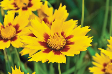 Coreopsis Sunfire