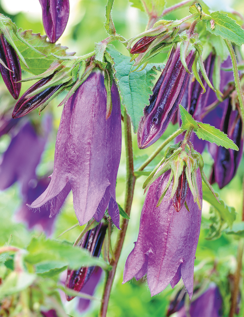 Campanula 'Barbara Valentine'