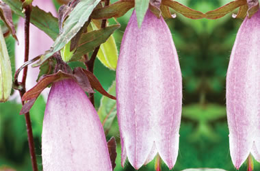Campanula Hot Lips