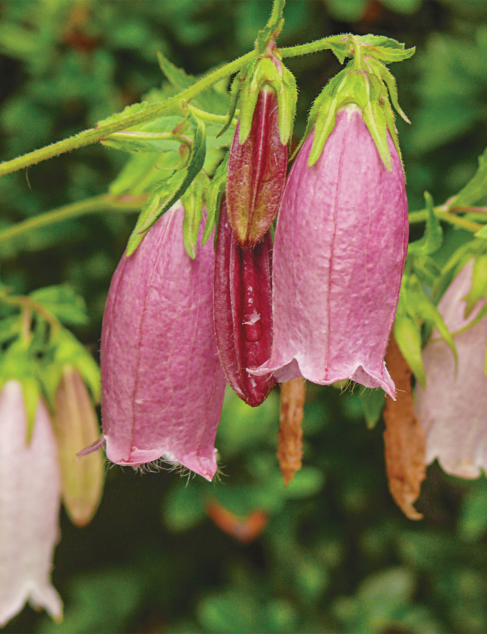 Campanula 'Rubriflora'