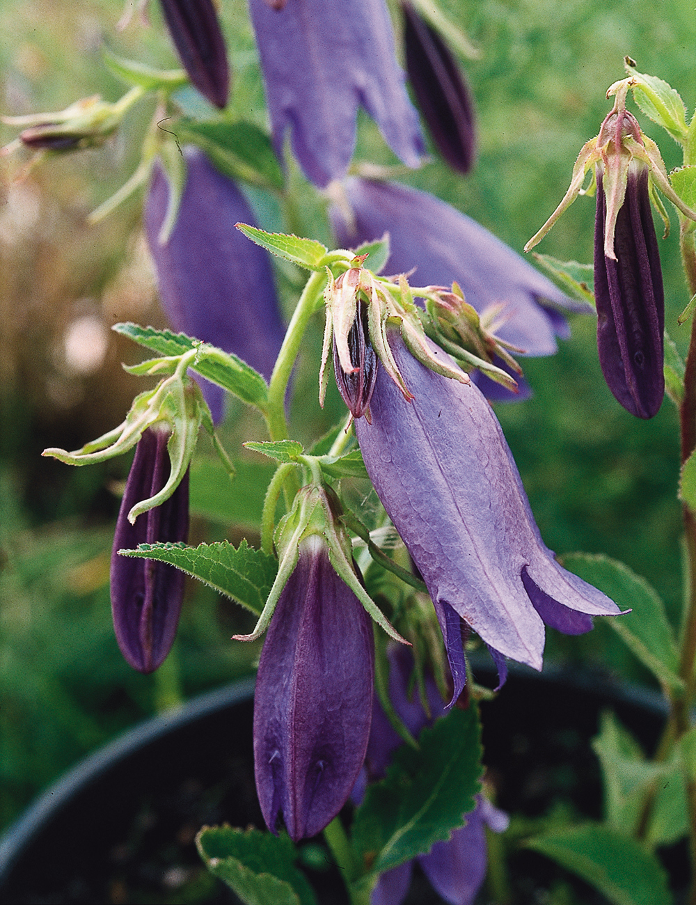 Campanula 'Sarastro'