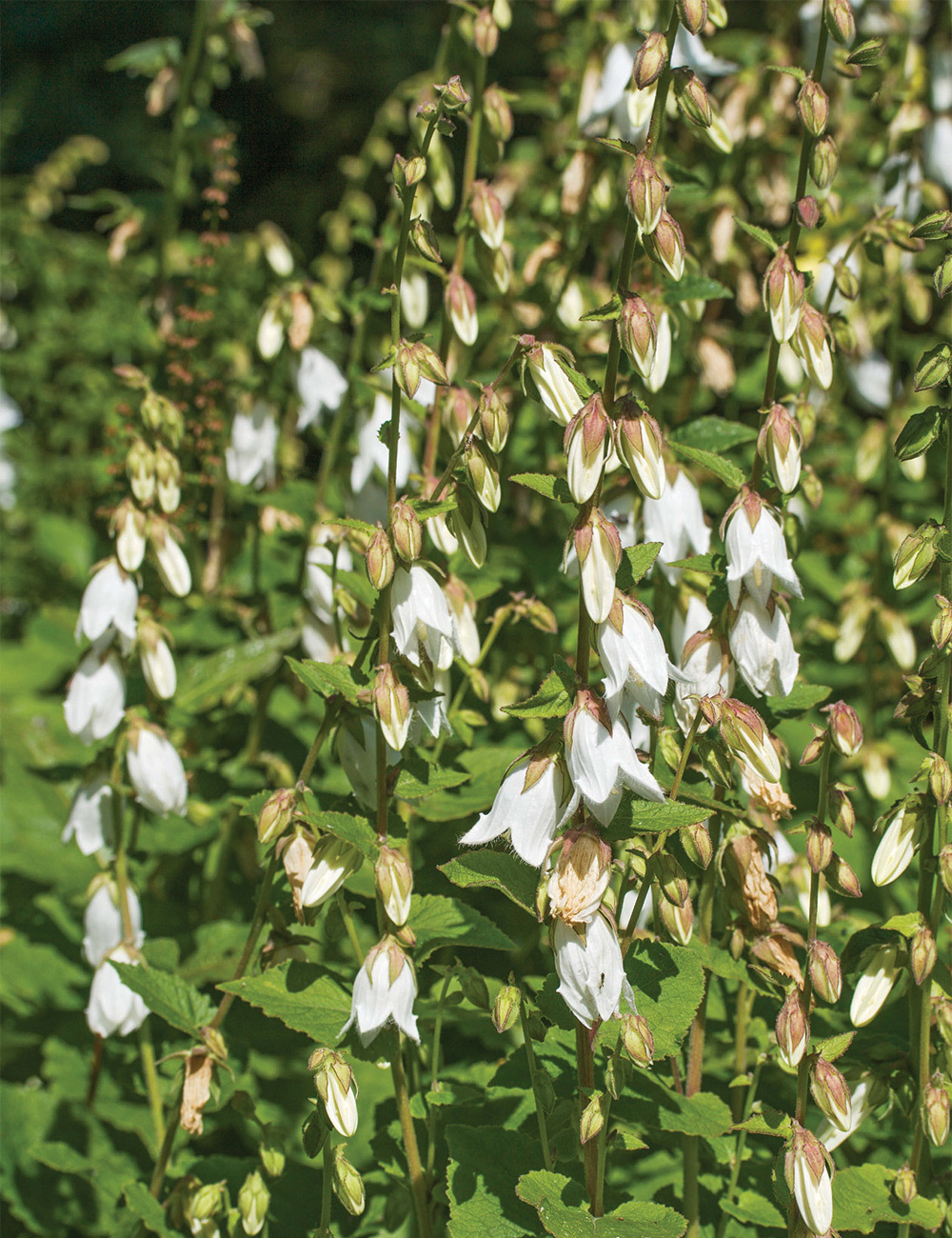Cornish Bellflower