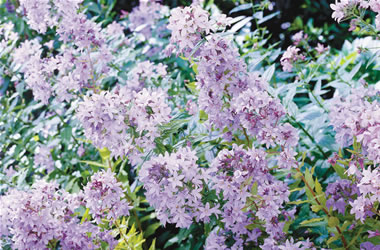 Campanula Pritchard's Variety