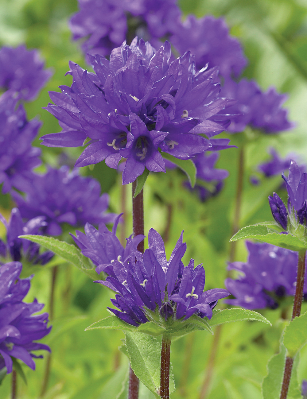 Campanula 'Dahurica'