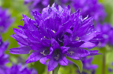 Cluster Bellflower Nana