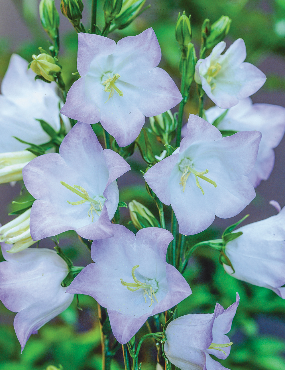 Campanula Hidcote Amethyst