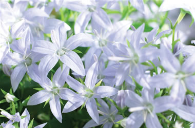Siberian Bellflower Alba