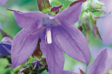 Campanula 'Blue Mist'