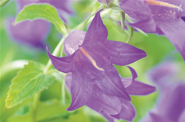 Campanula Brantwood