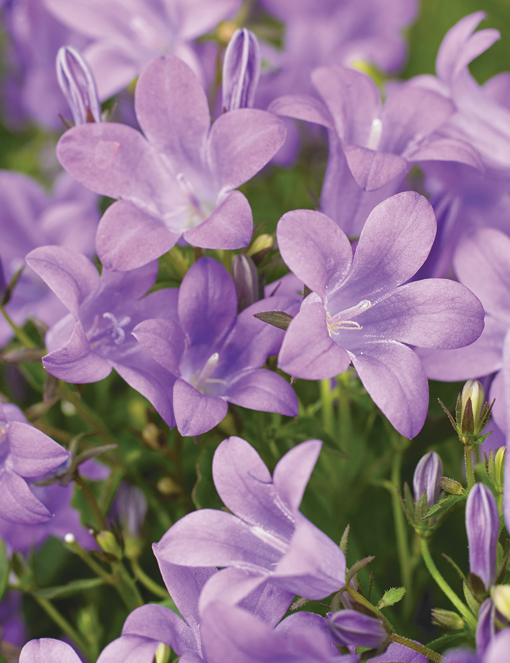 Campanula Birch Hybrid