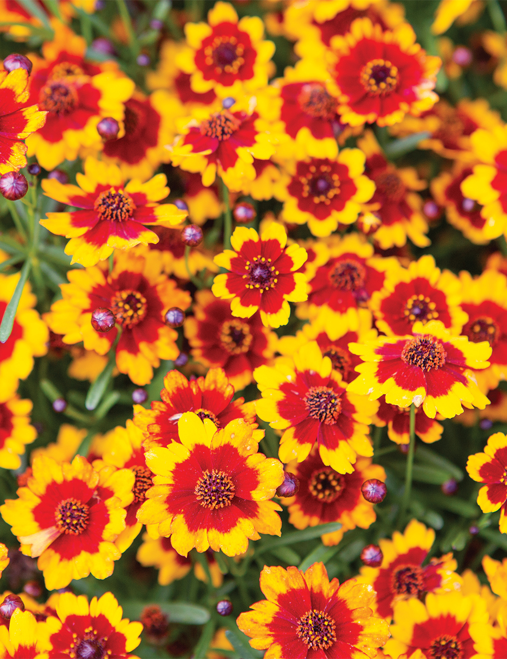 Coreopsis 'Highland Blast'