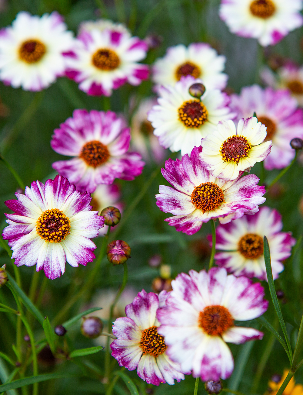 Coreopsis 'Highland Bicolour Pink'