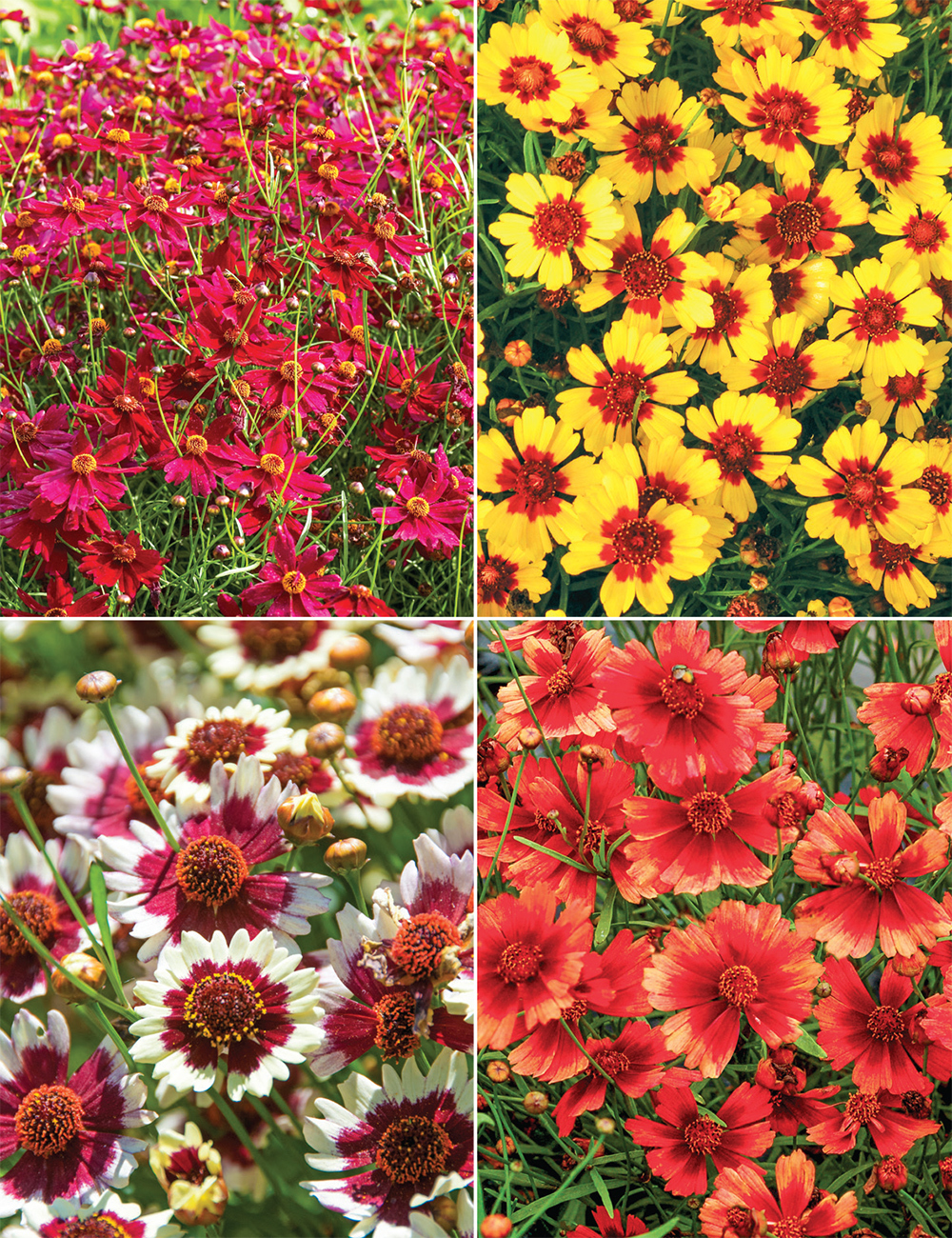 Coreopsis (reduced) Collection