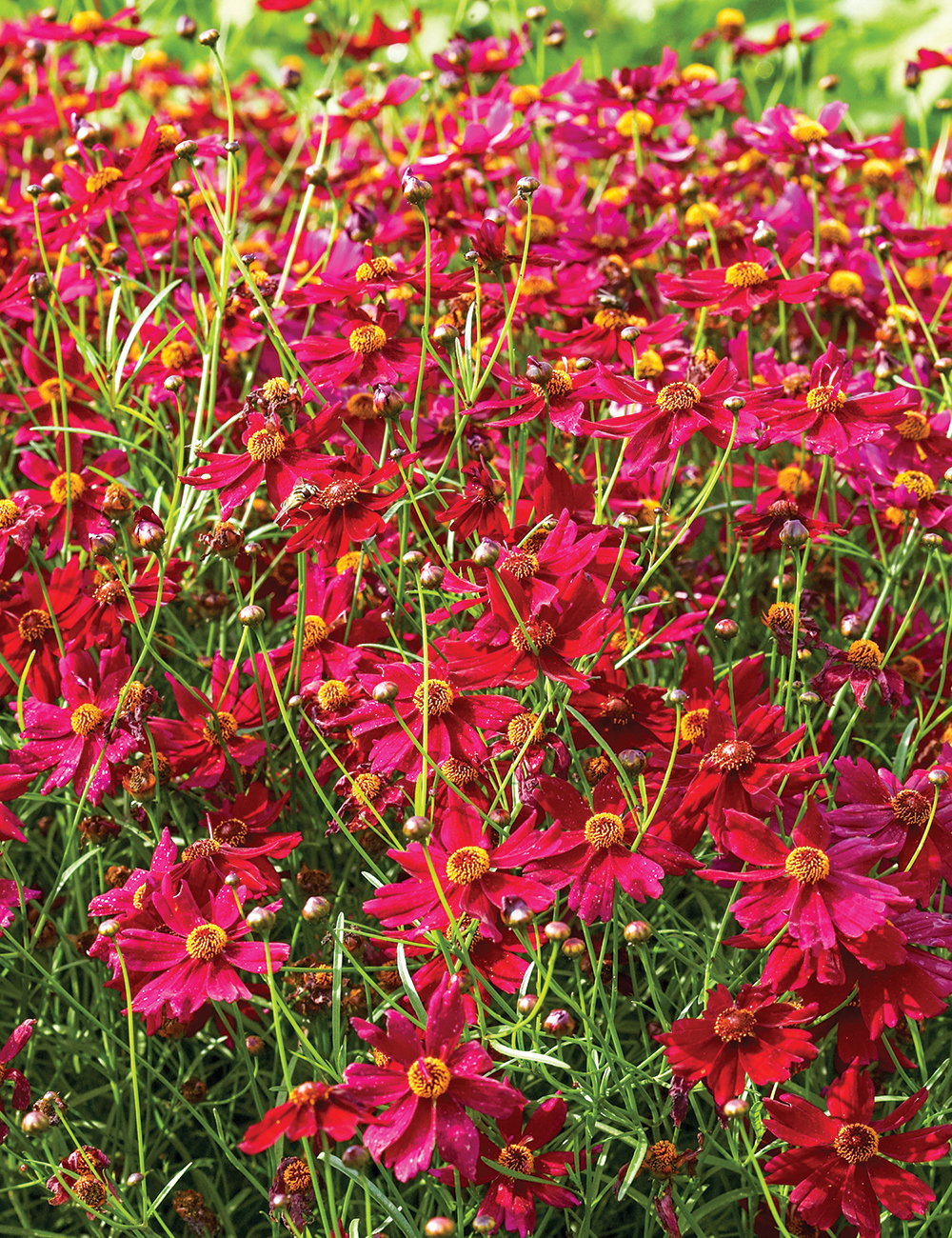 Coreopsis 'Cherry Pie'