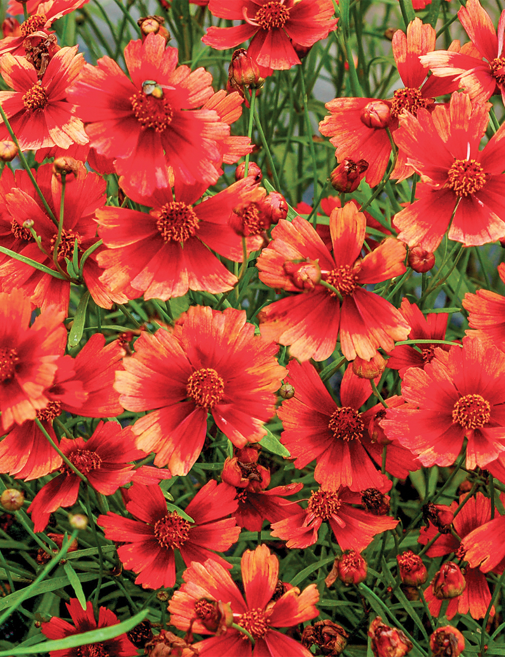 Coreopsis 'Desert Coral'