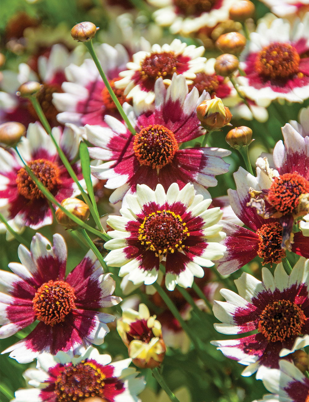 Coreopsis 'Fruit Punch'