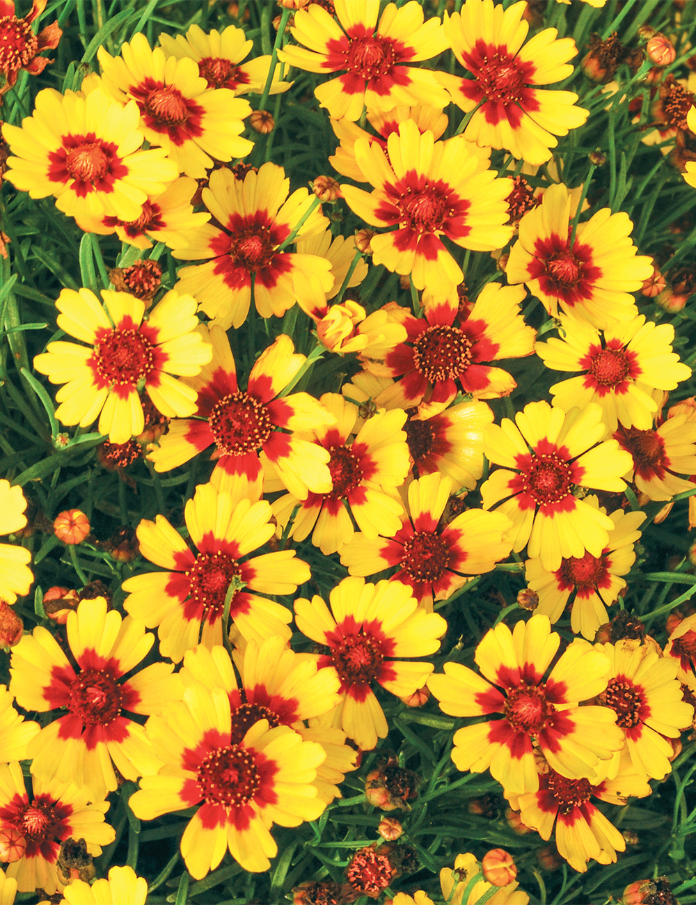 Coreopsis 'Pineapple Pie'