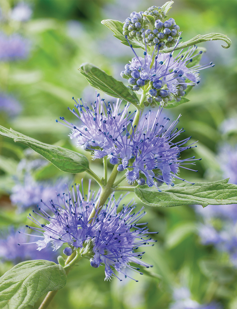 Caryopteris Bluebeard