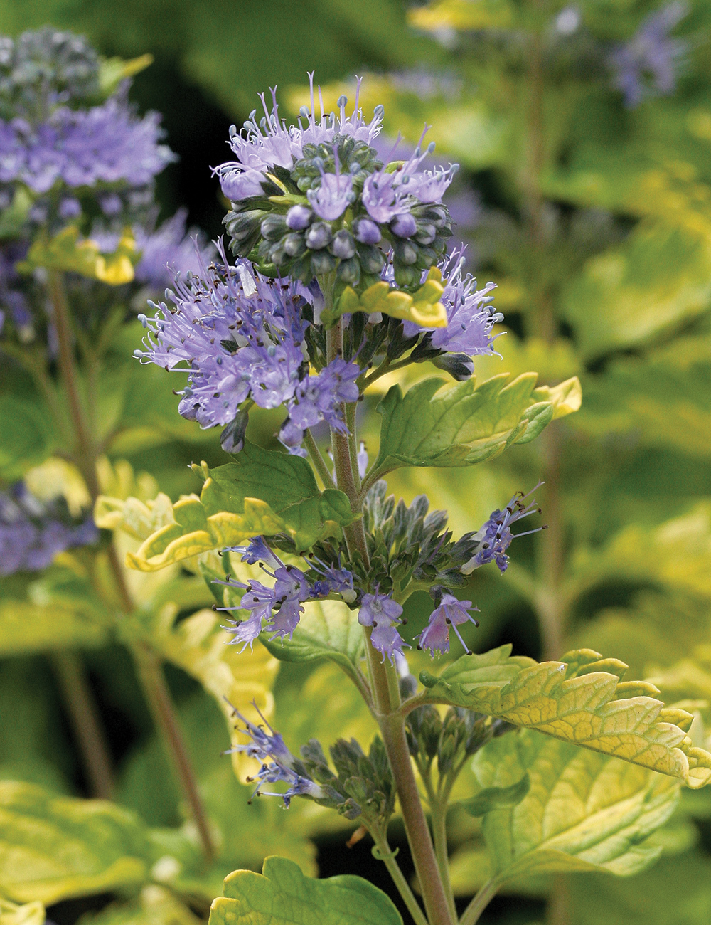 Bluebeard 'Lisaura'