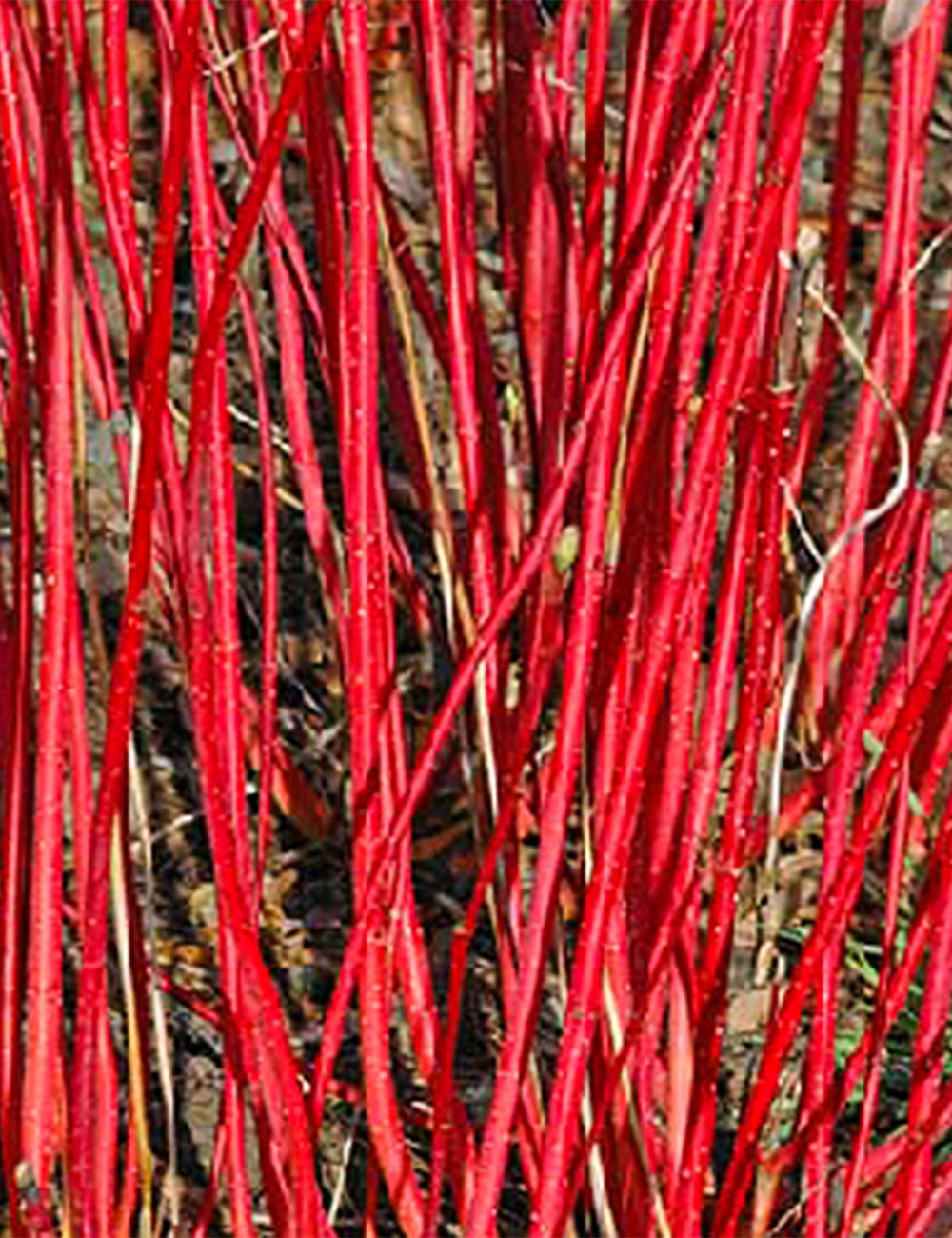 Cornus 'Westonbirt'