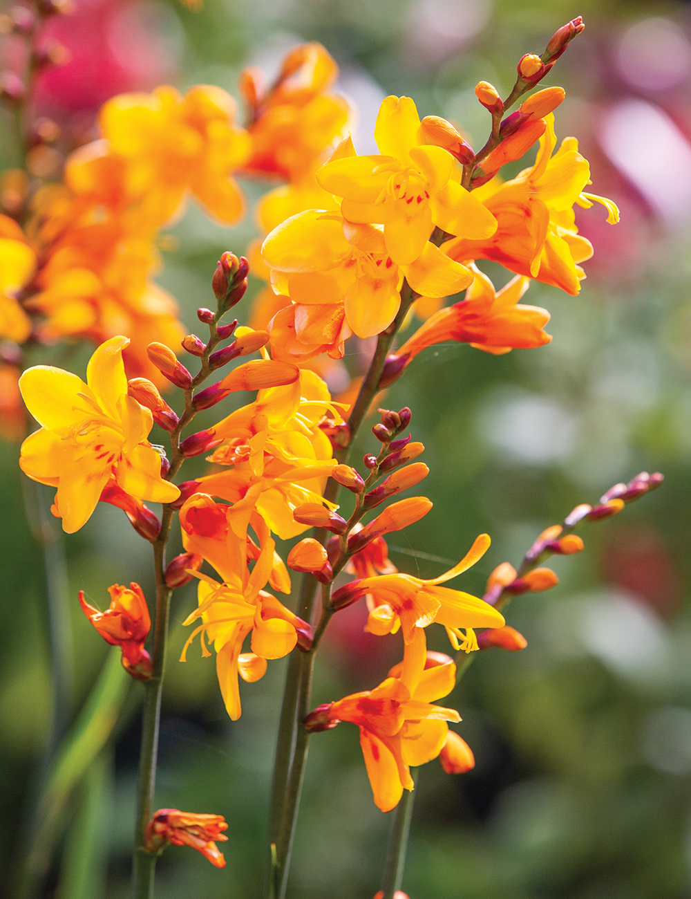 Crocosmia 'Columbus'