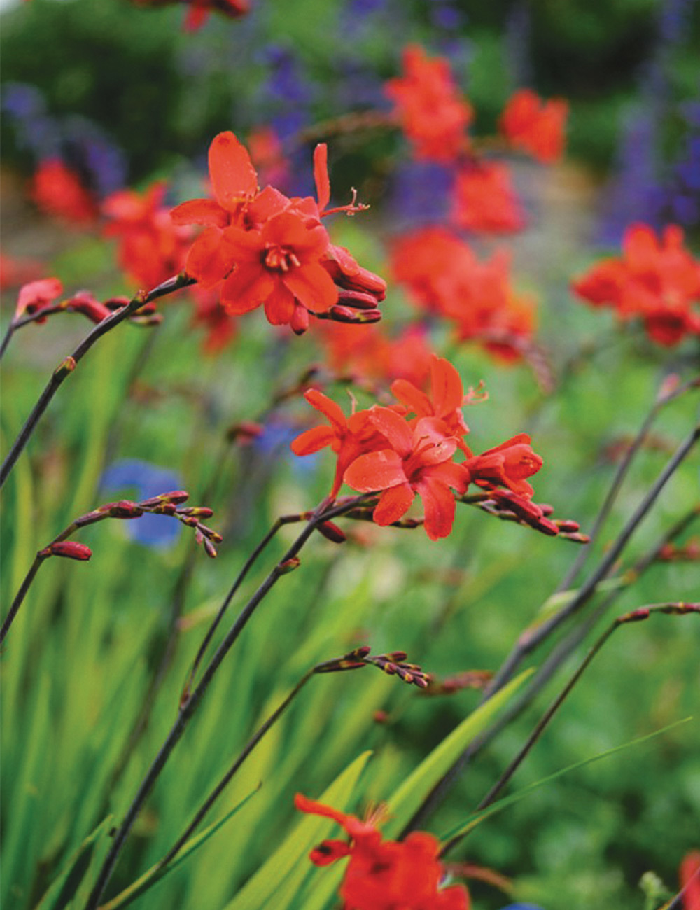 Crocosmia 'Hellfire'