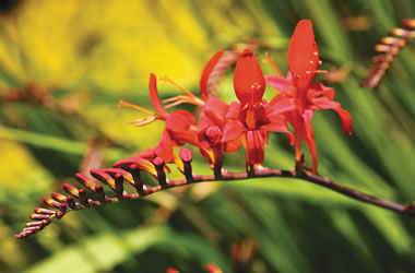 (2B) Crocosmia 'Lucifer'