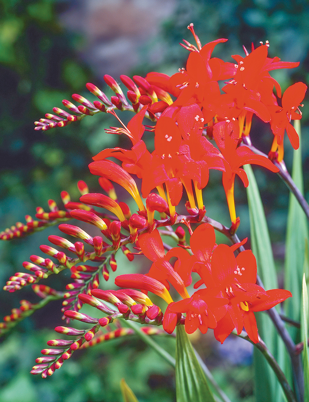 Crocosmia Miss Scarlet