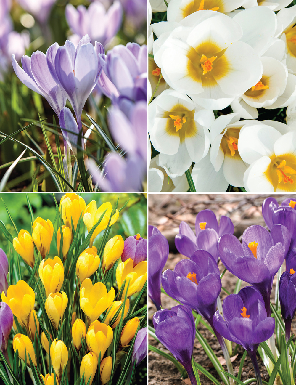 Dutch Crocus (reduced) Collection