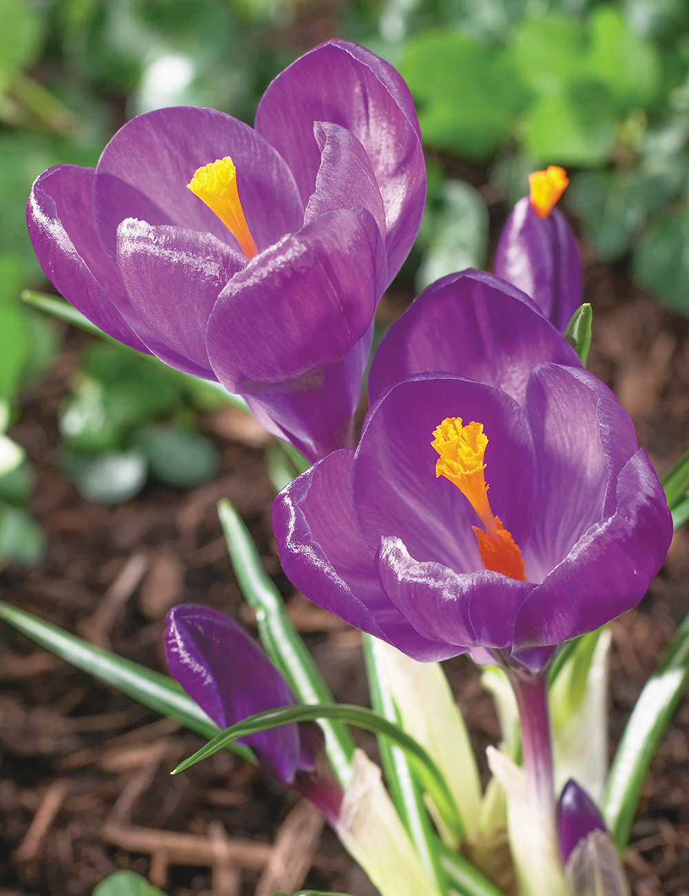 Dutch Crocus 'Flower Record'