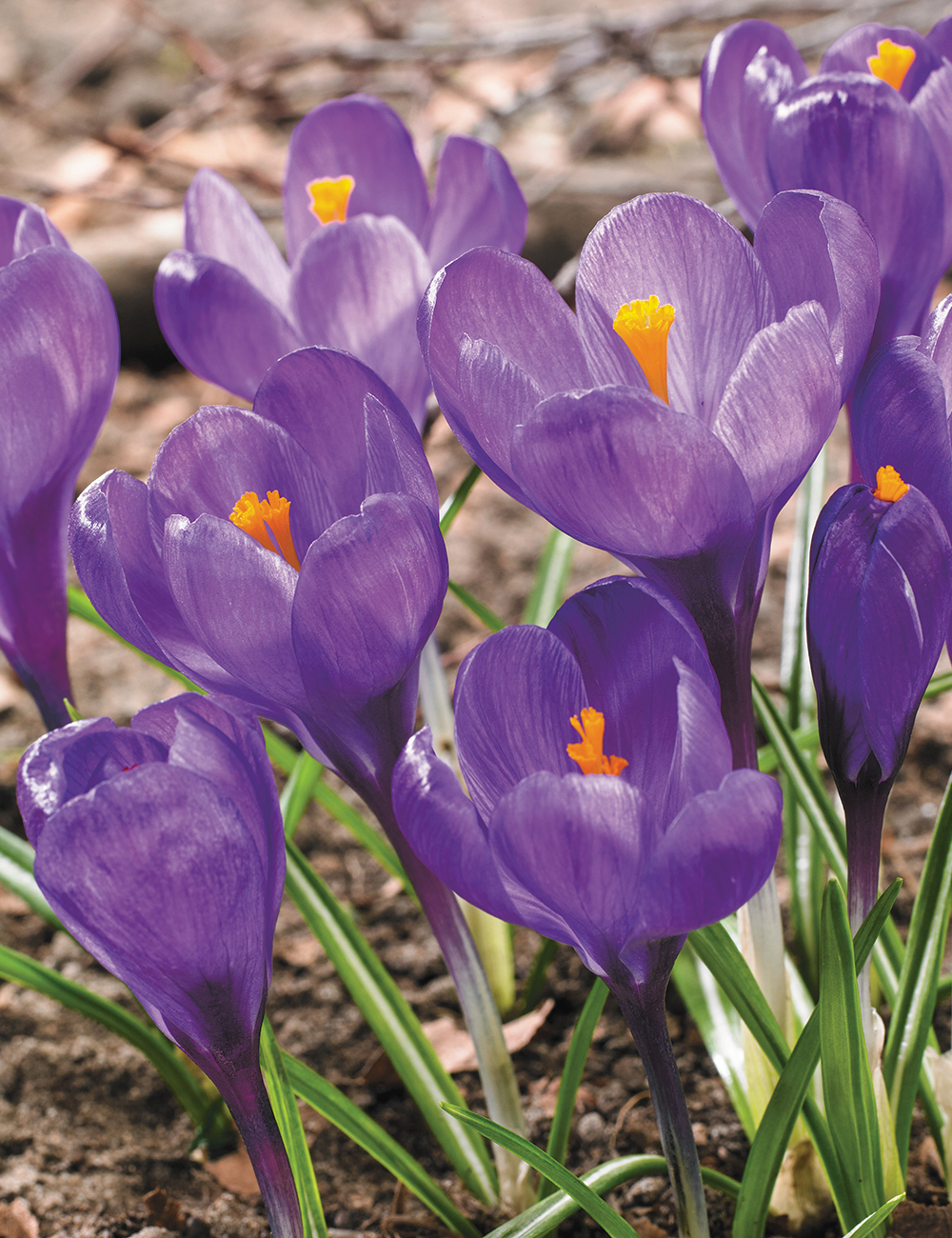 Dutch Crocus 'Grand Maitre'