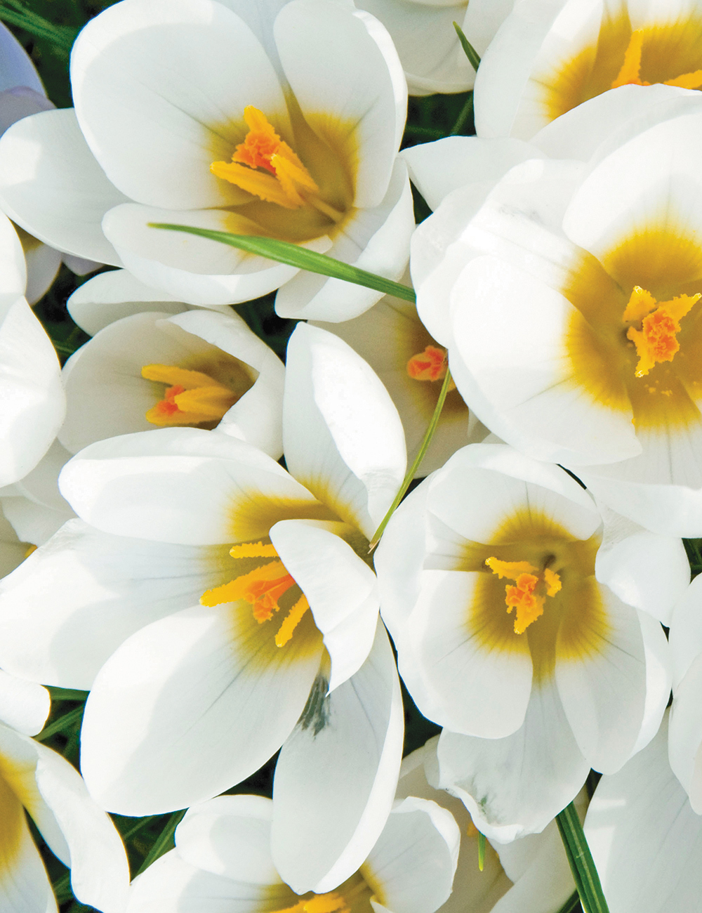 Dutch Crocus 'Jean  D'Arc'