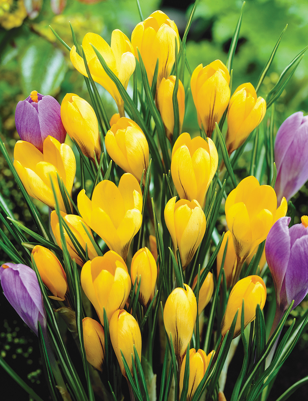 Dutch Crocus 'Mammoth'