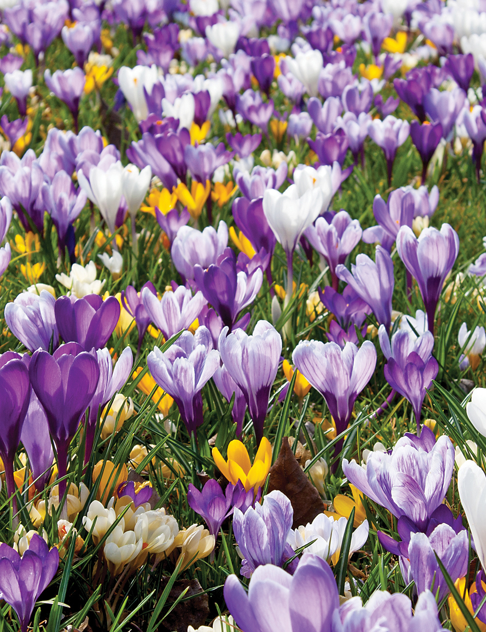 Dutch Crocus Mixed