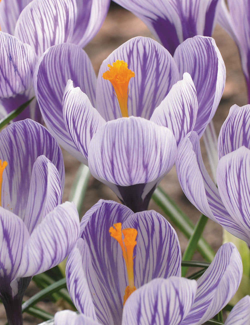 Dutch Crocus 'Pickwick'