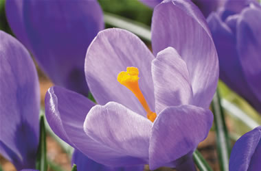 Dutch Crocus Remembrance