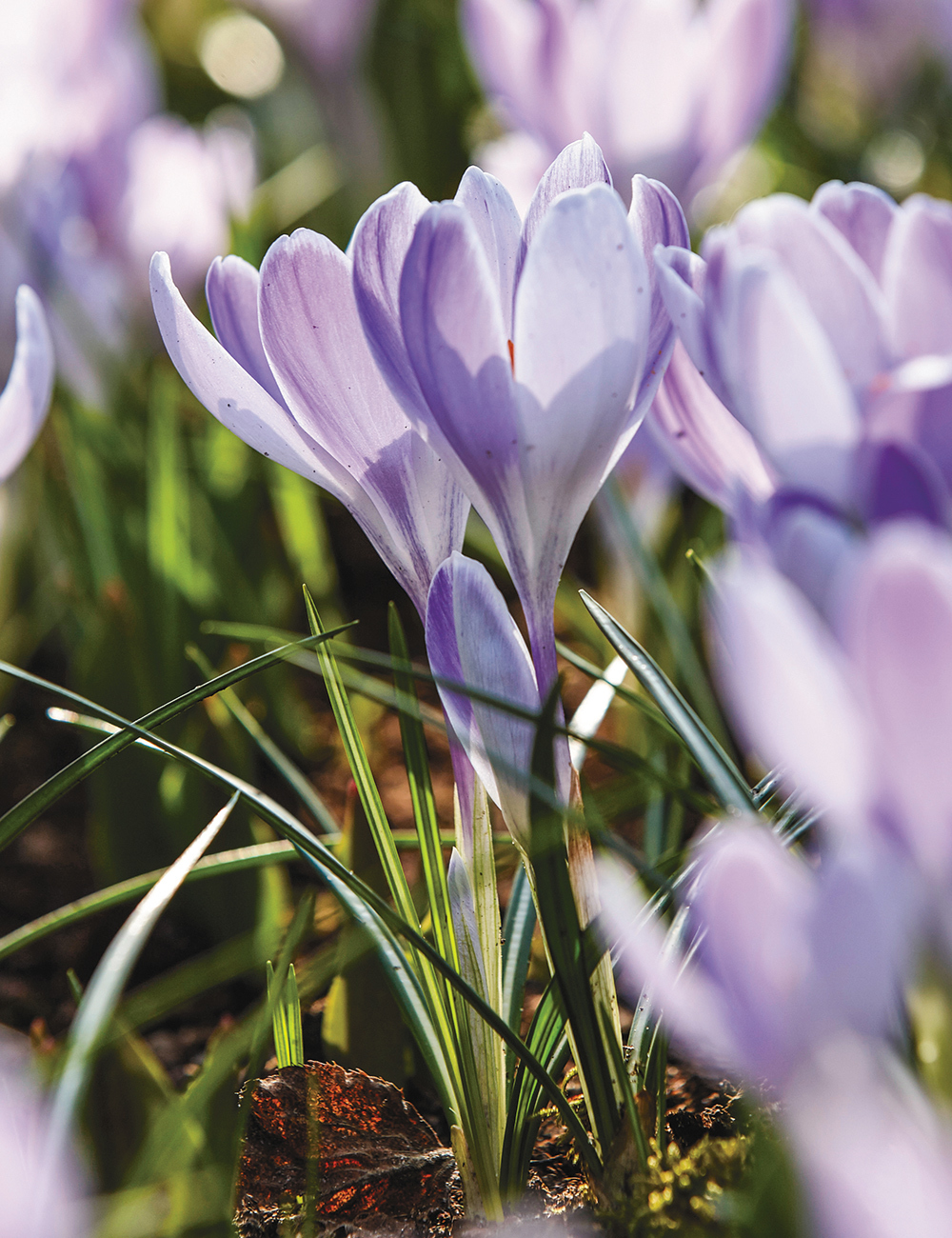 Dutch Crocus 'Vanguard'