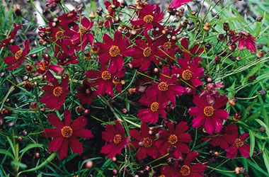 Coreopsis Limerock Ruby