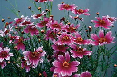 Coreopsis Sweet Dreams